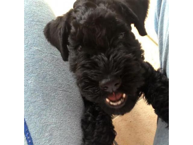 7 months old Kerry Blue Terrier for Sale in Allison, Iowa ...