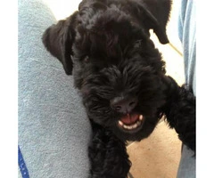7 months old Kerry Blue Terrier for Sale