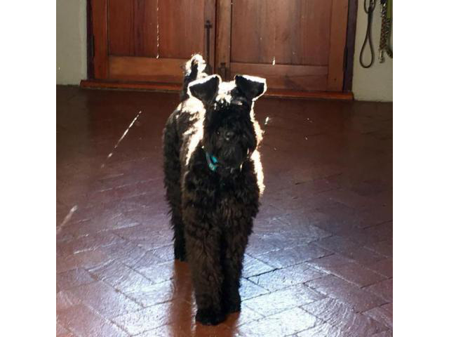 Kerry Blue Terrier Puppies Near Me