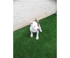 12 week old pitbull puppy for sale - 1