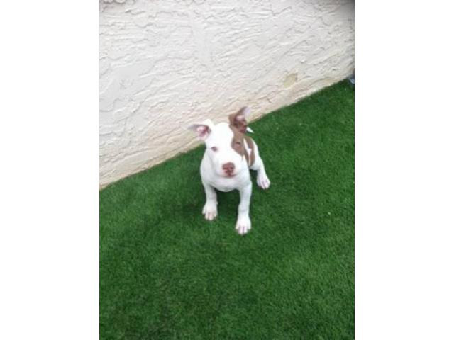 12 week old pitbull puppy for sale in Black Canyon City