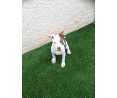 12 week old pitbull puppy for sale - 3