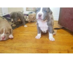 American bully pups for sale - 1