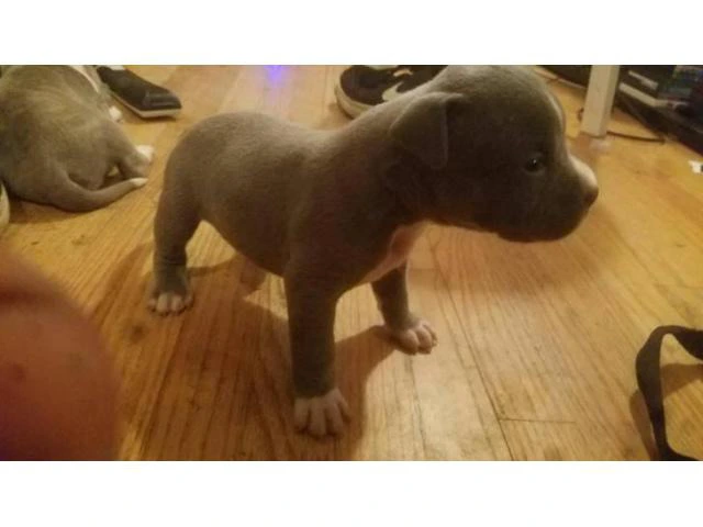 American bully pups for sale - 2/3