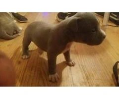 American bully pups for sale - 2