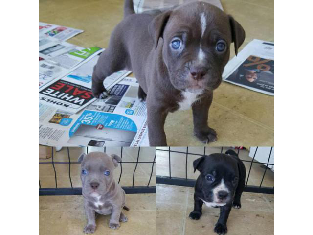 American bully pups for sale in Aspen, Colorado Puppies