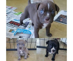 American bully pups for sale - 3