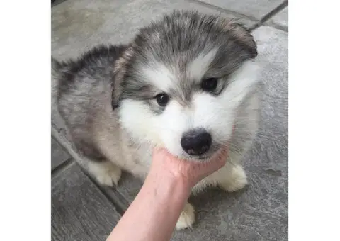 Cute Alaskan Malamute Puppies for sale in California