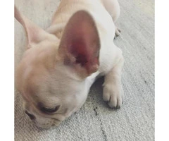 Male French Bulldog Puppies for Sale in PA