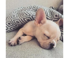Male French Bulldog Puppies for Sale in PA - 2