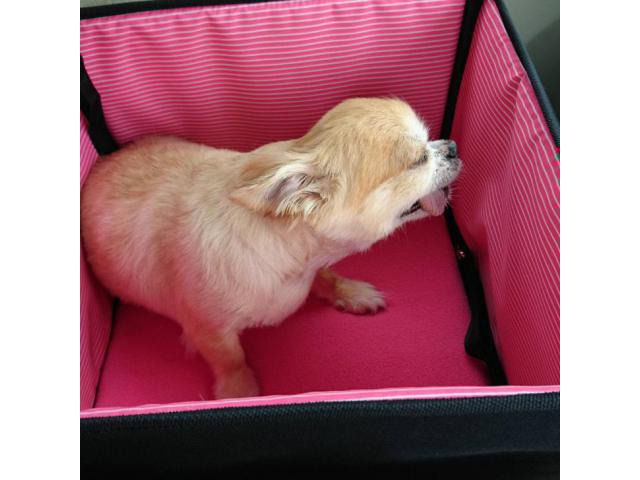 Chihuahua Puppies for Sale in Omaha Nebraska in Omaha