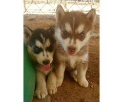 Husky Puppies New Mexico Looking for A New Home - 2