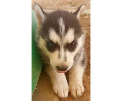 Husky Puppies New Mexico Looking for A New Home - 3