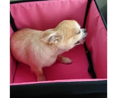 Chihuahua Puppies for Sale in Omaha Nebraska - 2