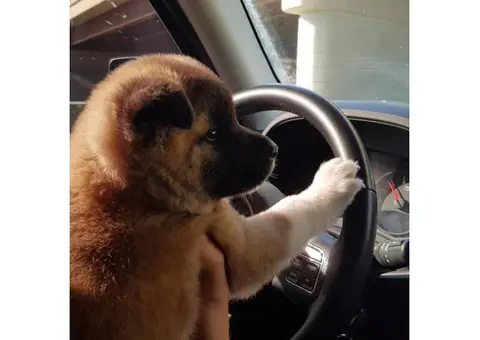 Gorgeous Akita Puppy for Sale in Illinois
