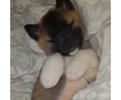 Gorgeous Akita Puppy for Sale in Illinois - 2
