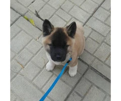 Gorgeous Akita Puppy for Sale in Illinois - 3