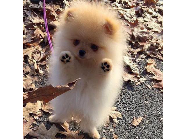 Female Pomeranian Puppies for Sale in 