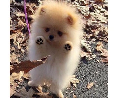 Female Pomeranian Puppies for Sale in Minnesota - 2