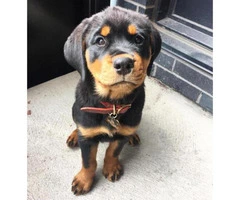 Registered Rottweiler Puppies Illinois for Sale