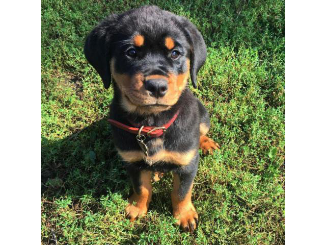 Registered Rottweiler Puppies Illinois for Sale in Springfield, Illinois - Puppies for Sale Near Me