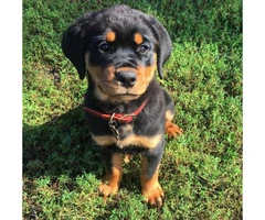 Registered Rottweiler Puppies Illinois for Sale - 2