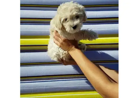 Cockapoo Puppies for Sale in New York