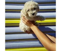 Cockapoo Puppies for Sale in New York