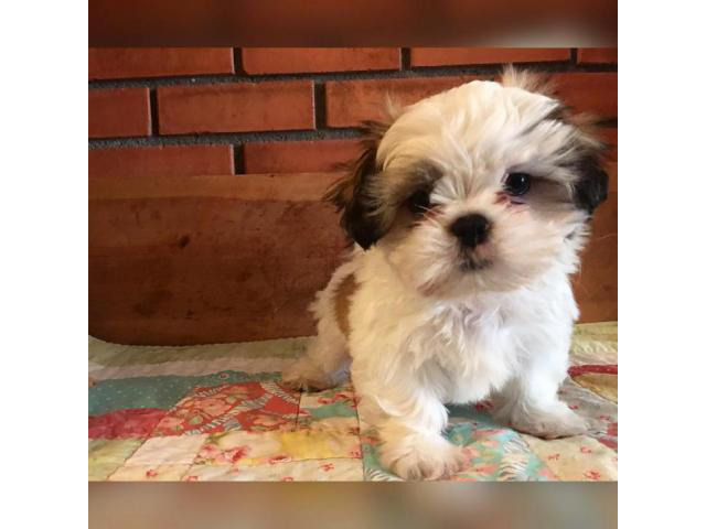 Shih Tzu Puppies for Sale in Rhode Island in Providence ...