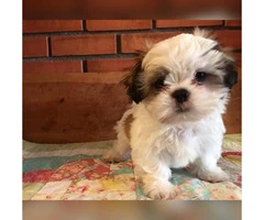 Shih Tzu Puppies for Sale in Rhode Island