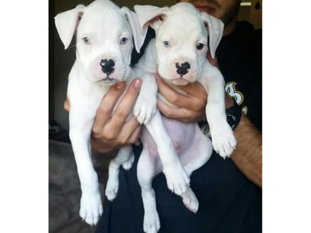 Boxer Puppies for Sale in New Jersey Champion lines in Woodbury, New Jersey - Puppies for Sale ...