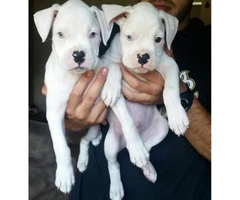 Boxer Puppies for Sale in New Jersey Champion lines
