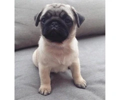 Pug Puppies for Sale in Ohio