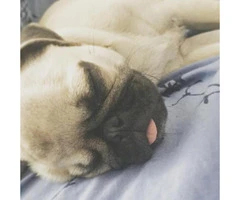 Pug Puppies for Sale in Ohio - 2
