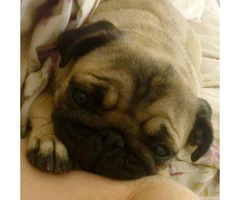Pug Puppies for Sale in Ohio - 3