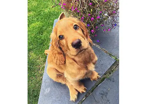 Cocker Spaniel Puppies for Sale Los Angeles