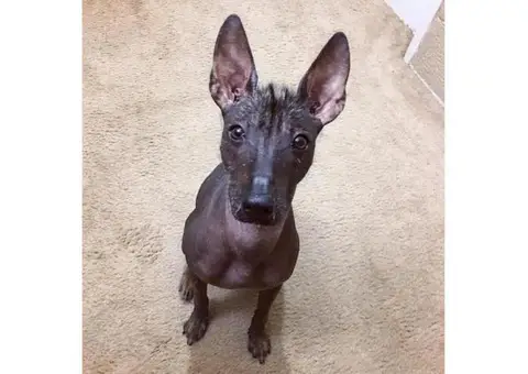 9 Month Old Standard Xoloitzcuintli for Sale