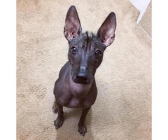 toy xoloitzcuintli puppies for sale