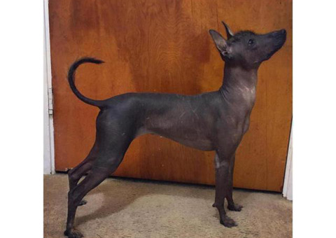 Xoloitzcuintli Puppy for sale by owner - Puppies for Sale Near Me