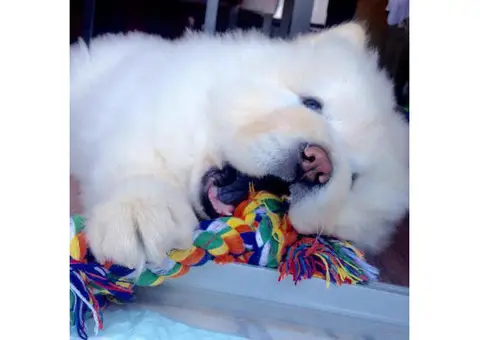 White chow chow puppies for sale