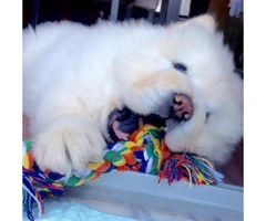 White chow chow puppies for sale