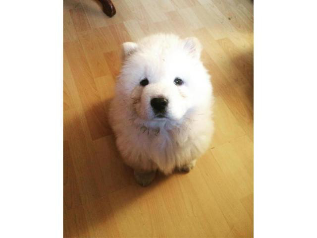 White chow chow puppies for sale in Alamo Heights, Texas