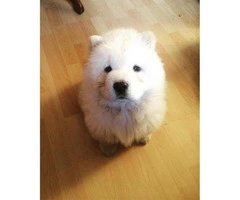 White chow chow puppies for sale - 2