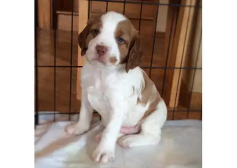 Brittany Spaniel Puppies for Sale in PA