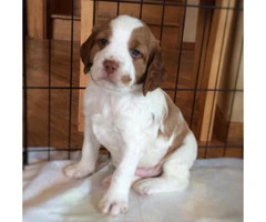 Brittany Spaniel Puppies for Sale in PA