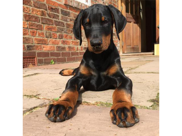 Doberman puppies for sale in Florida ready for new home Puppies for 