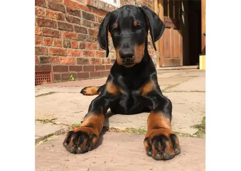 Doberman puppies for sale in Florida ready for new home