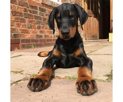 Doberman puppies for sale in Florida ready for new home