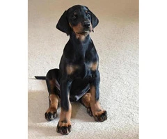 Doberman puppies for sale in Florida ready for new home - 2