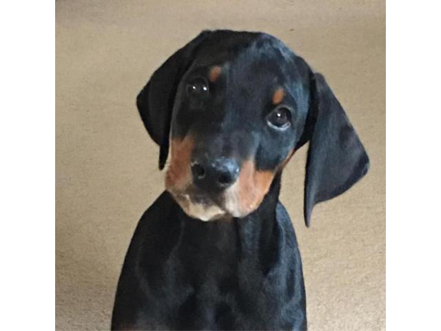 Doberman puppies for sale in Florida ready for new home in ...